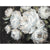 PIKTURE HAND PAINTED CANVAS 70x100cm / CODE AR-14670043