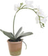 LULE NE VAZO  E BARDHE FLOWER IN A POT WHITE Y33CM/CODE 3-85-246-0199