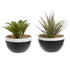 LULE SUCCULENT IN A POT 2 ASSR DESIGNS D11X13CM/CODE 3-85-475-0221