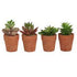 LULE NE VAZO PLANT IN A POT 4 ASSR. DESIGNS H10CM/CODE 3-85-475-0228